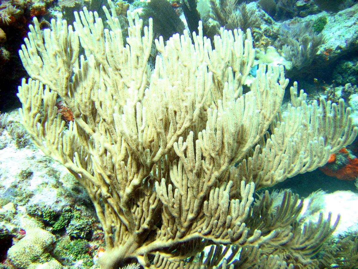 Bent Sea Rod - Plexaurella flexuosa - Key Largo, Florida