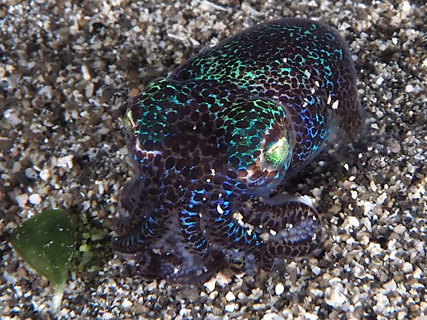 Berry's Bobtail Squid - Euprymna berryi