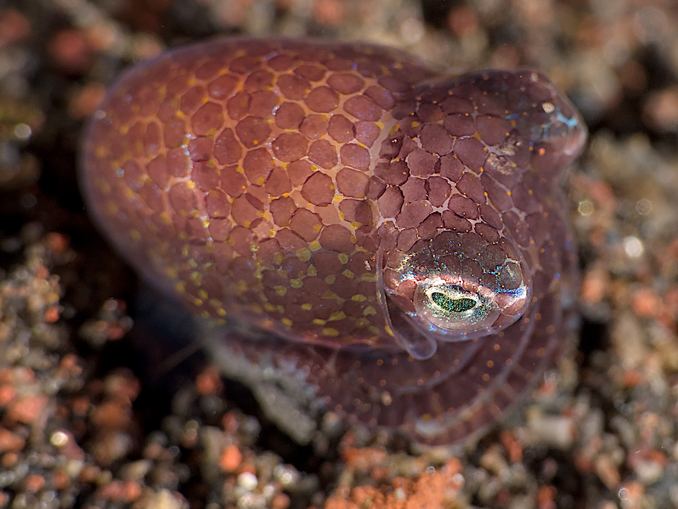 Berry's Bobtail Squid - Euprymna berryi