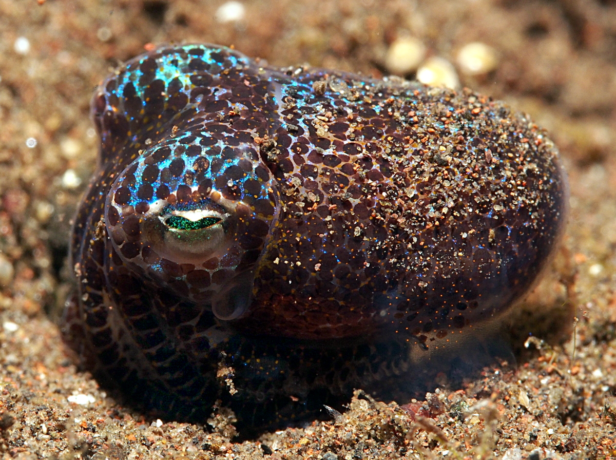 Berry's Bobtail Squid - Euprymna berryi