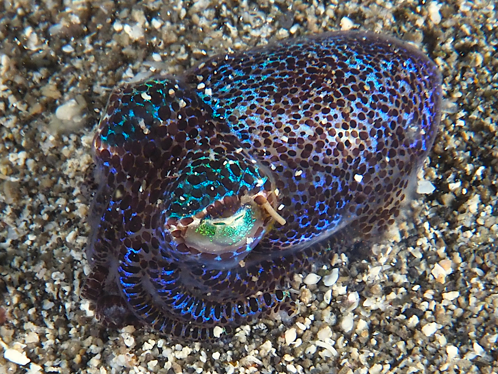 Berry's Bobtail Squid - Euprymna berryi