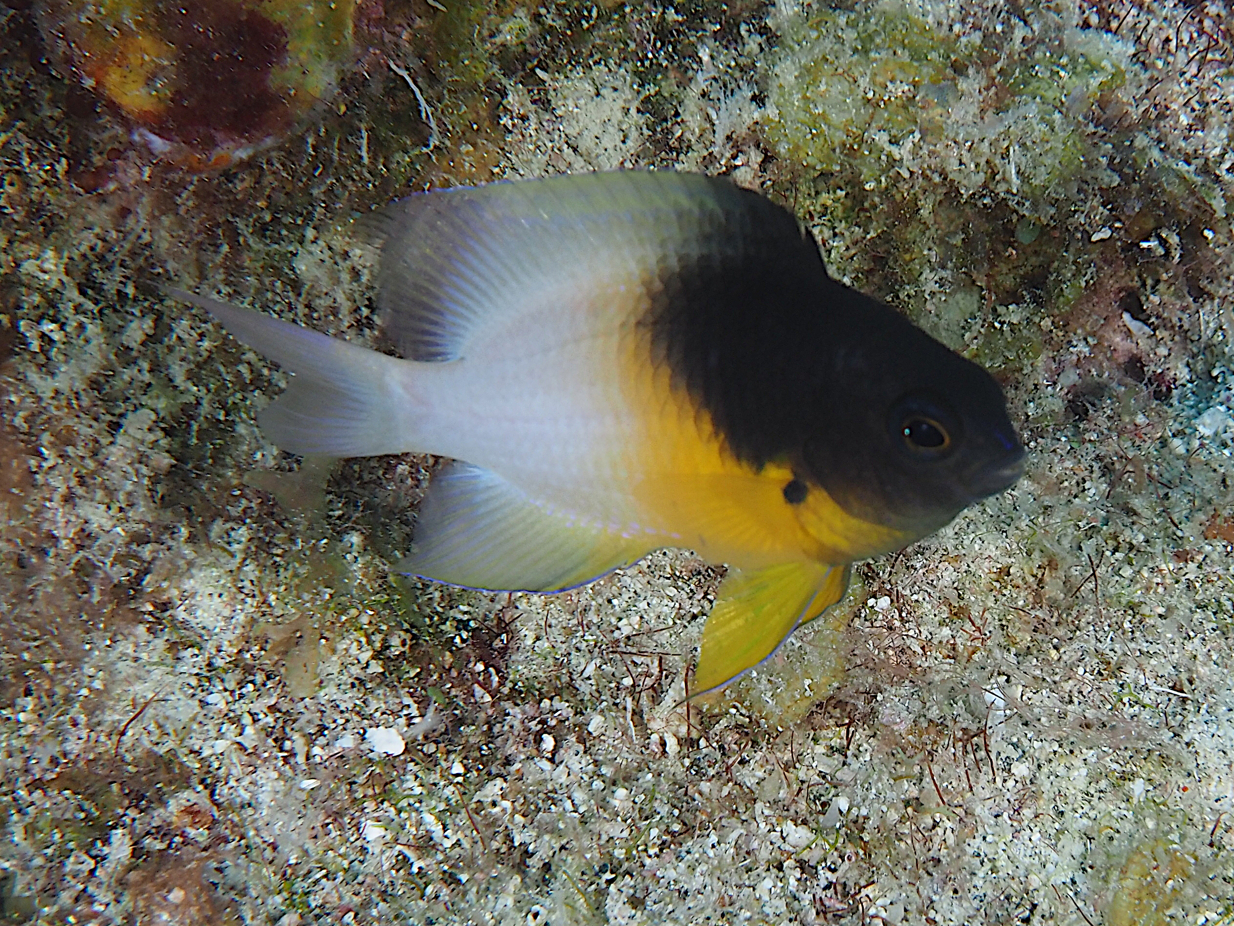 Bicolor Damselfish - Stegastes partitus