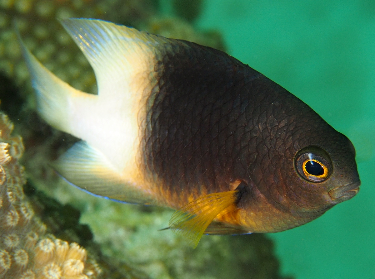 Bicolor Damselfish - Stegastes partitus