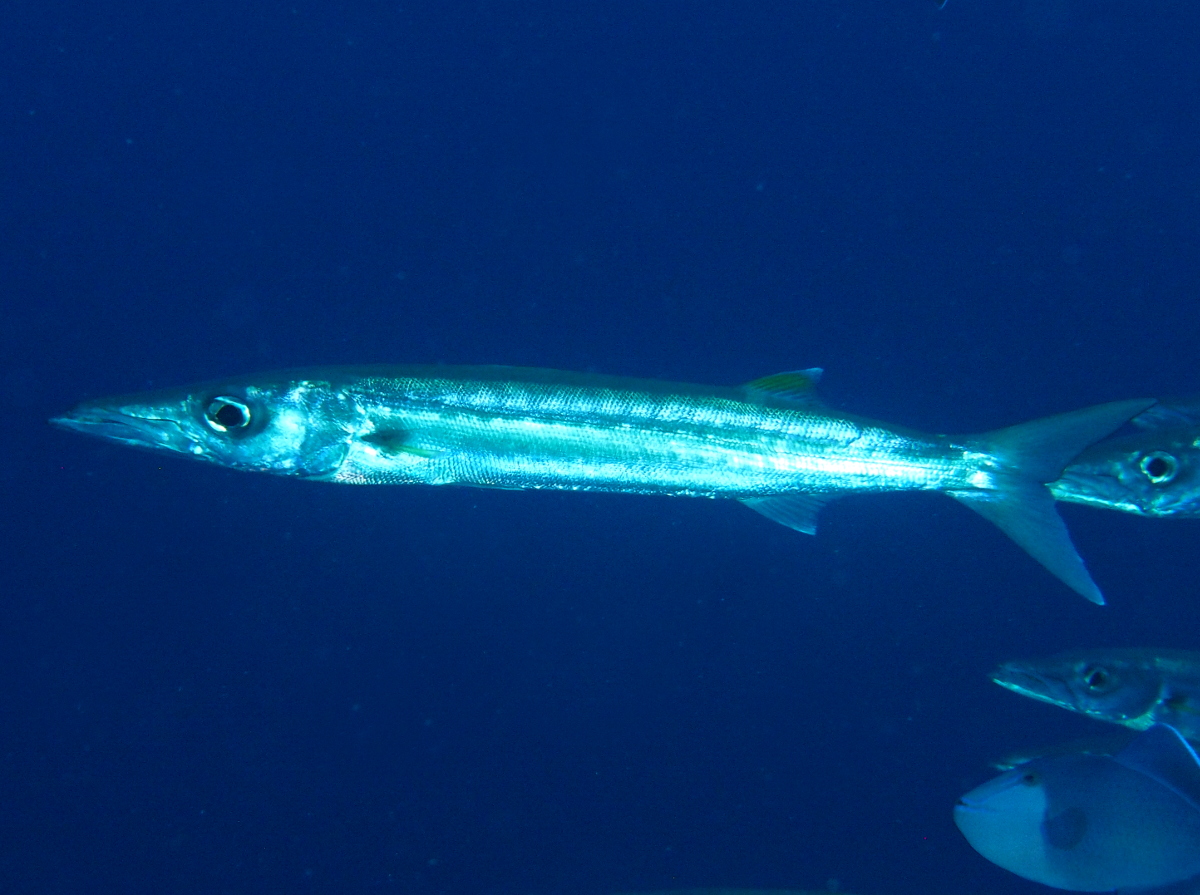 Bigeye Barracuda - Sphyraena forsteri