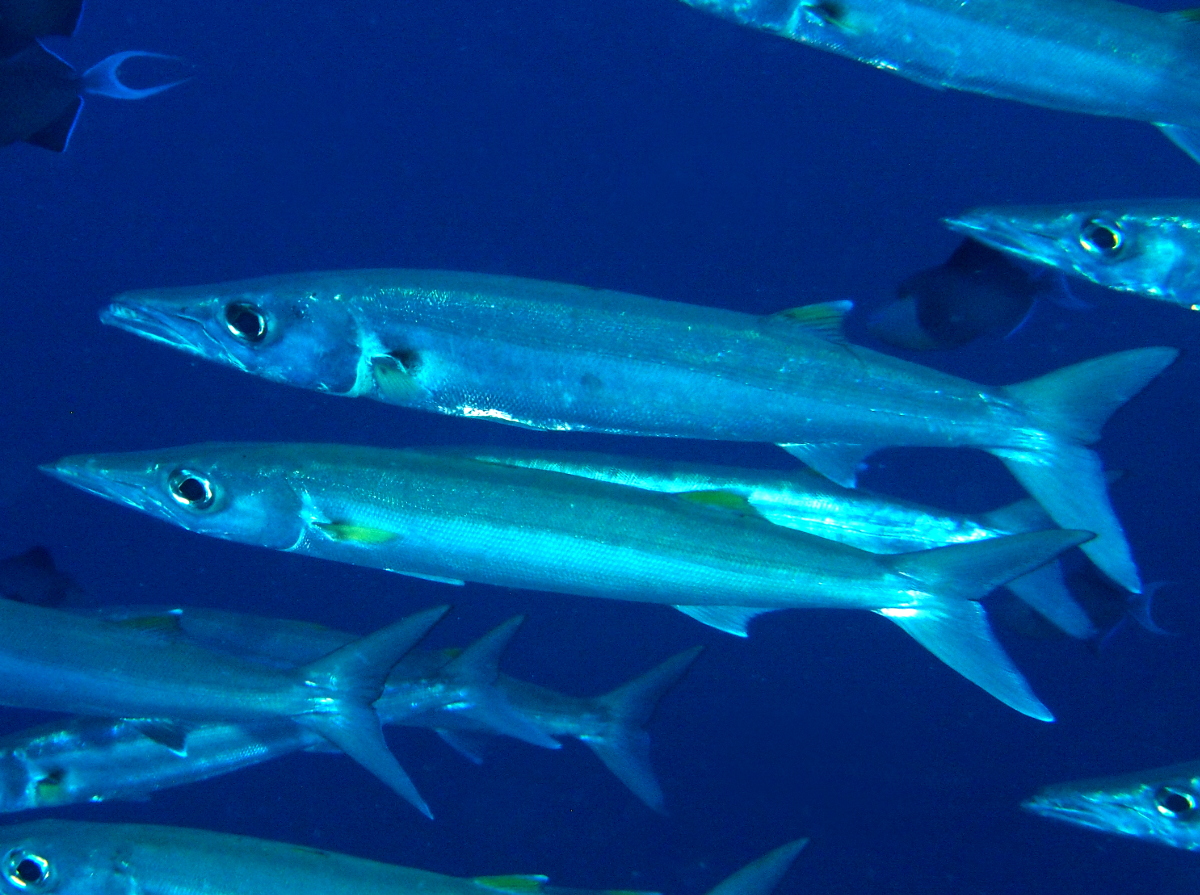 Bigeye Barracuda - Sphyraena forsteri