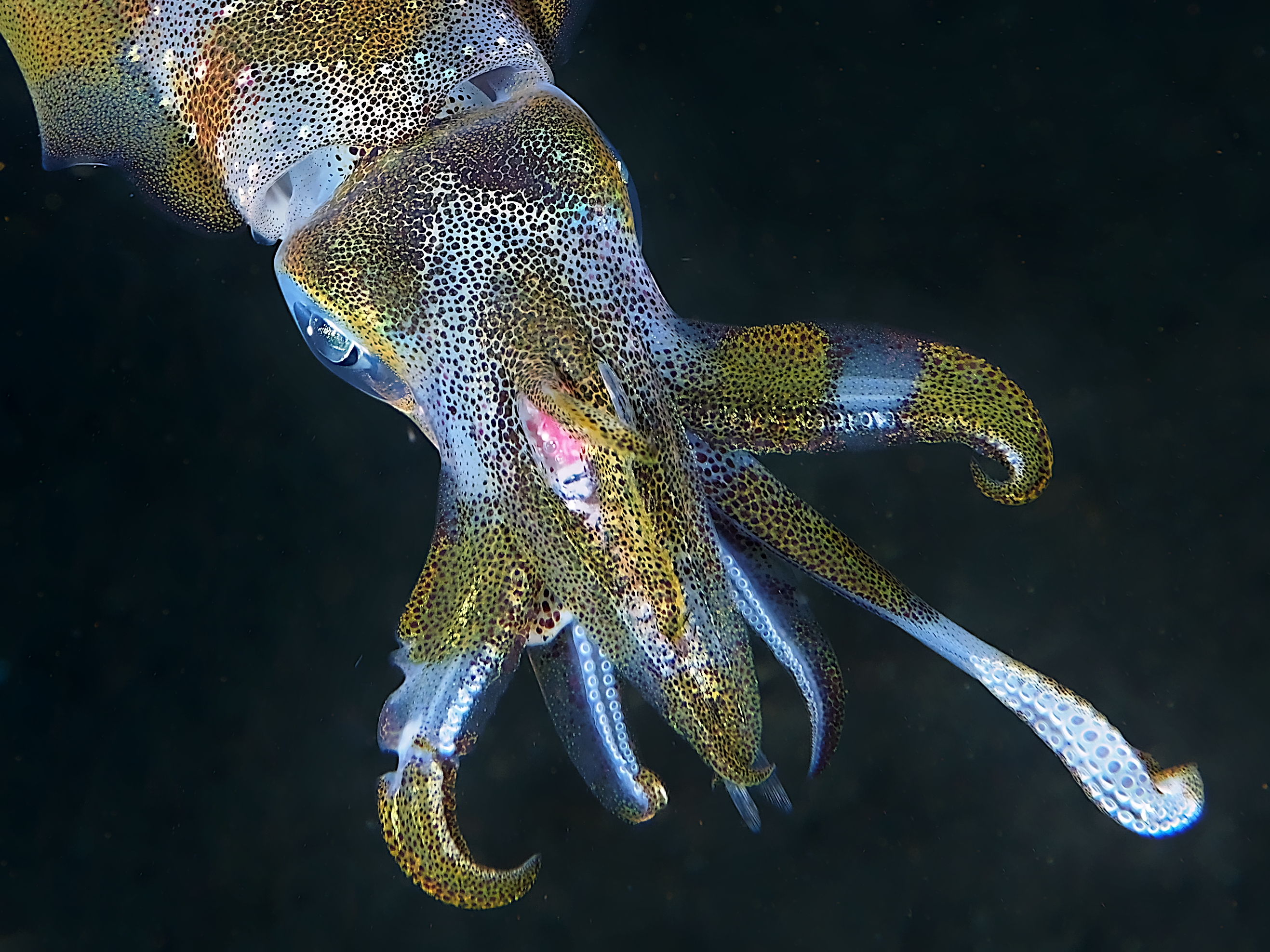 Bigfin Reef Squid - Sepioteuthis lessoniana
