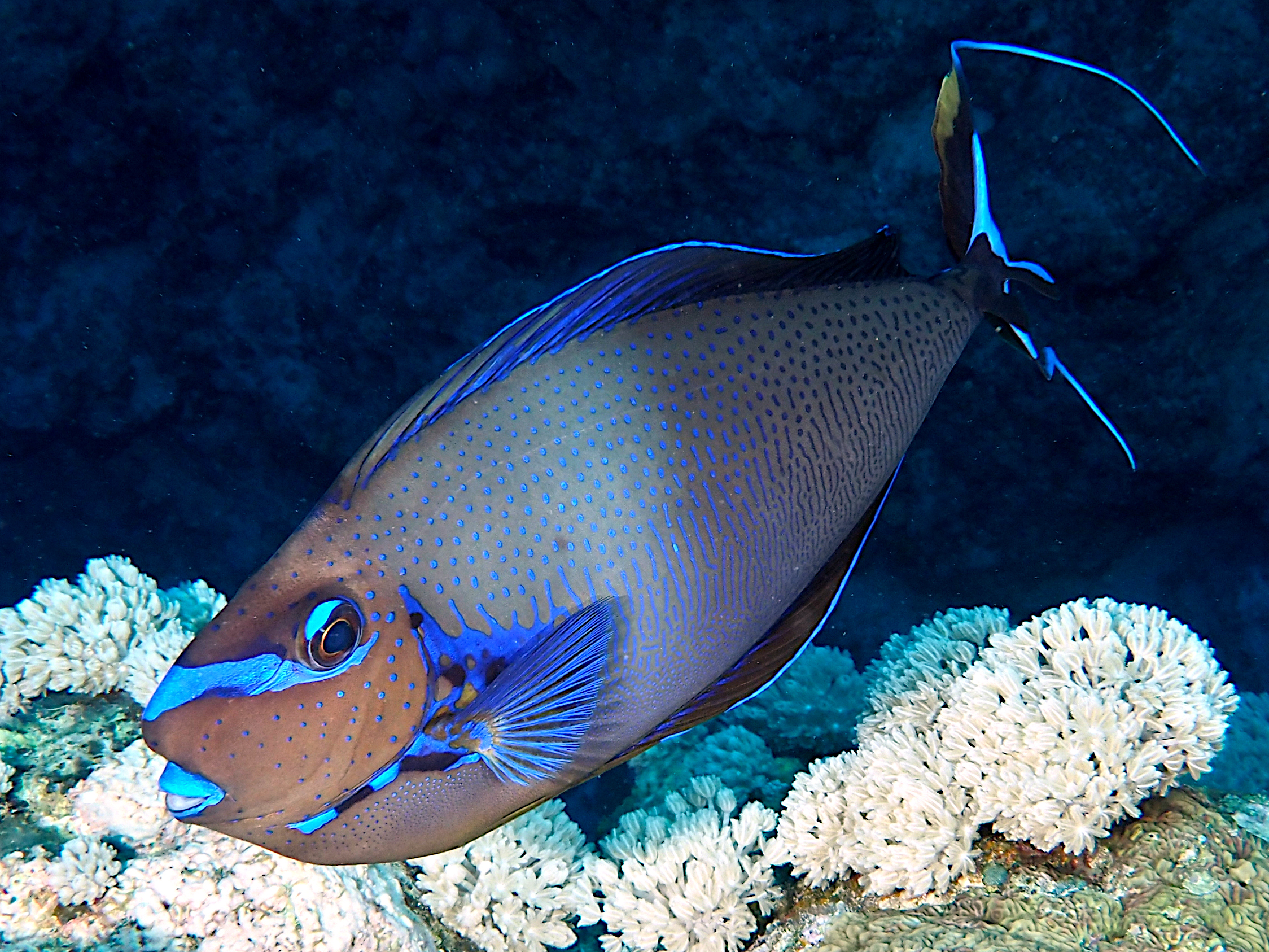 Bignose Unicornfish - Naso vlamingii