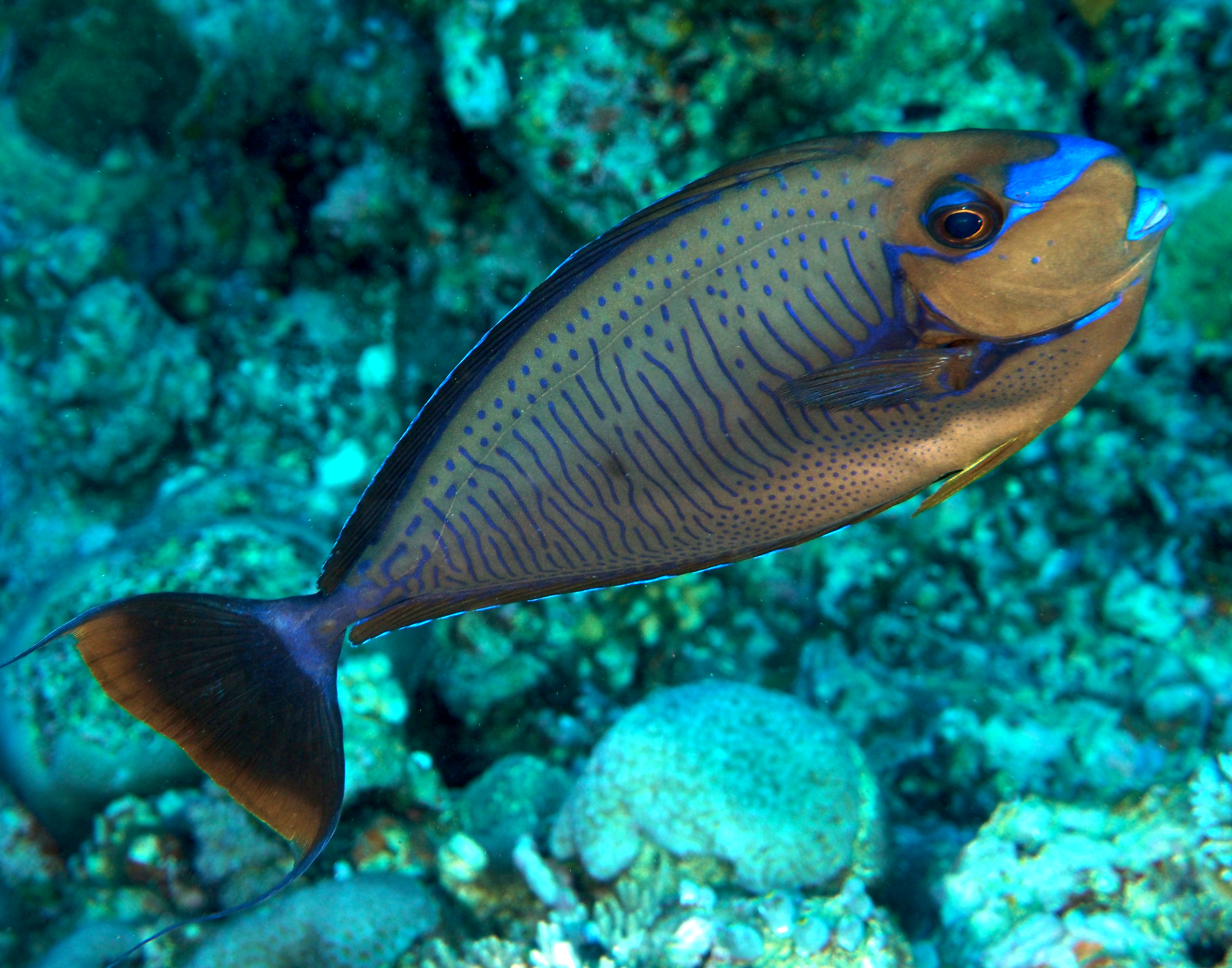 Bignose Unicornfish - Naso vlamingii