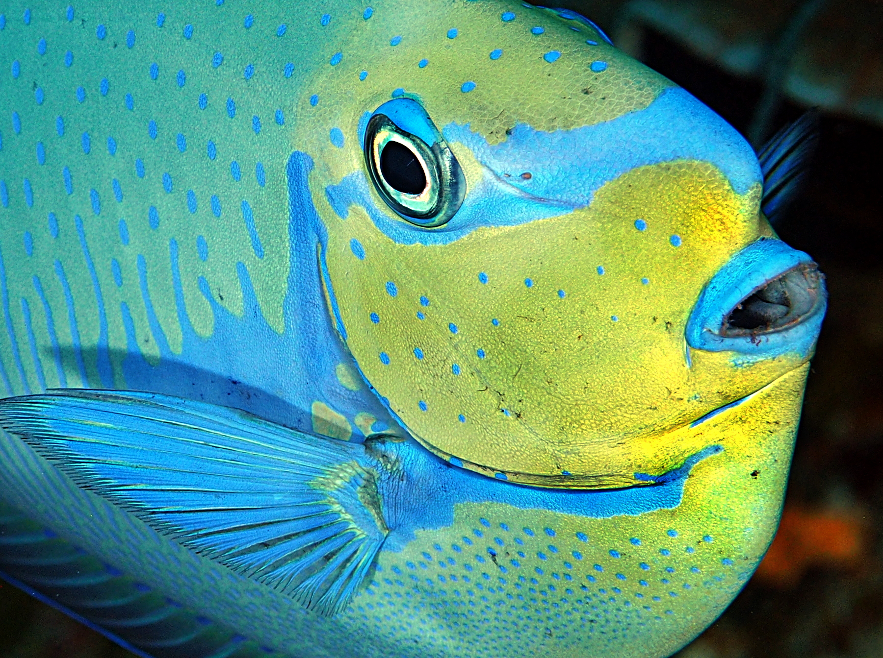 Bignose Unicornfish - Naso vlamingii