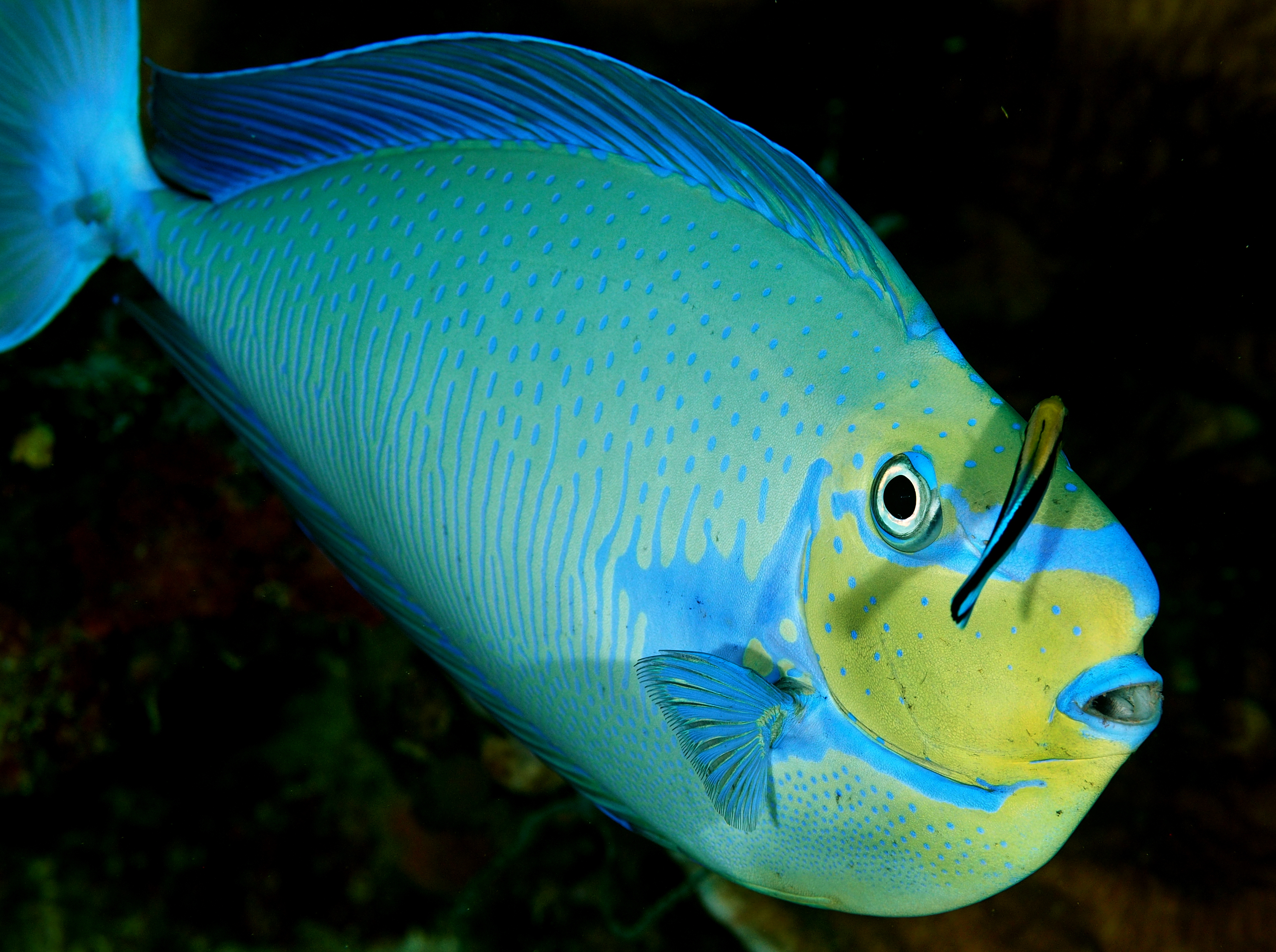 Bignose Unicornfish - Naso vlamingii