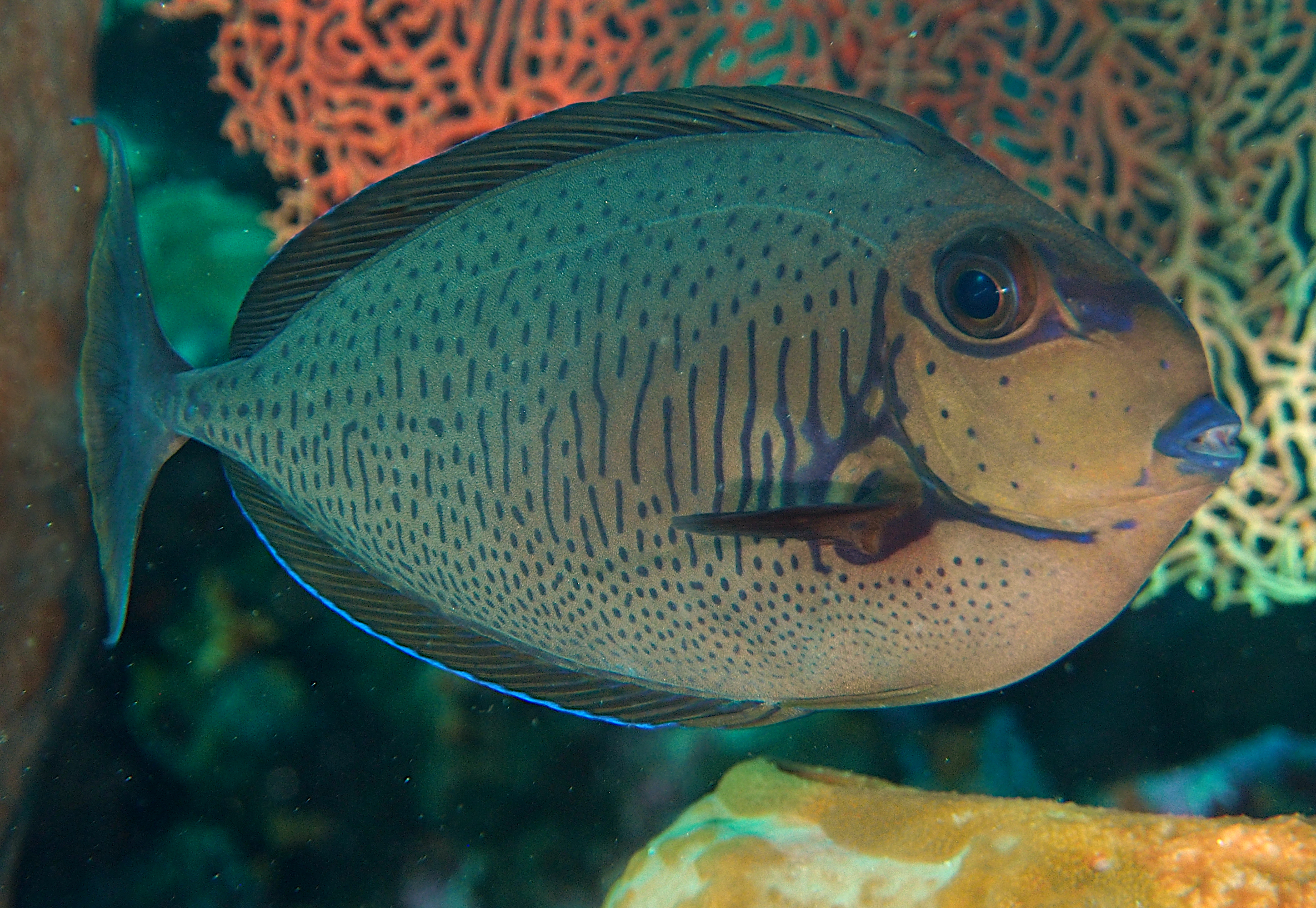 Bignose Unicornfish - Naso vlamingii