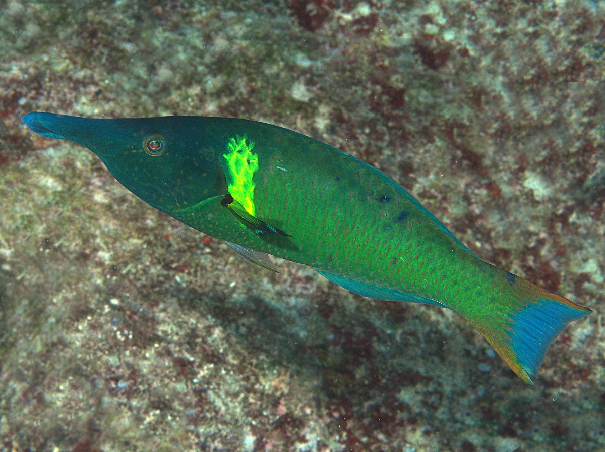 Pacific Bird Wrasse - Gomphosus varius