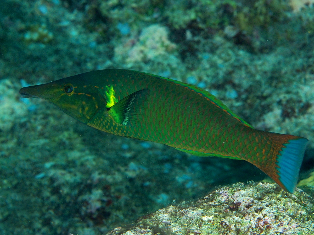 Pacific Bird Wrasse - Gomphosus varius