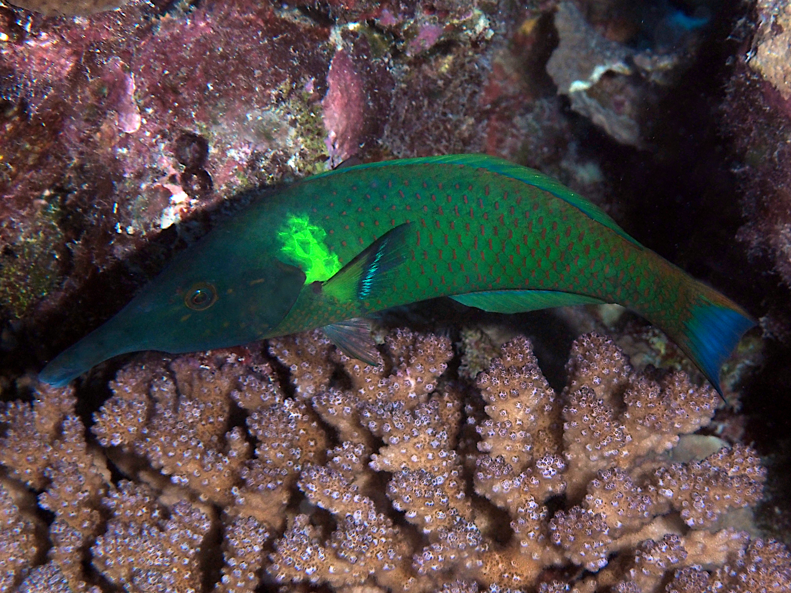 Pacific Bird Wrasse - Gomphosus varius