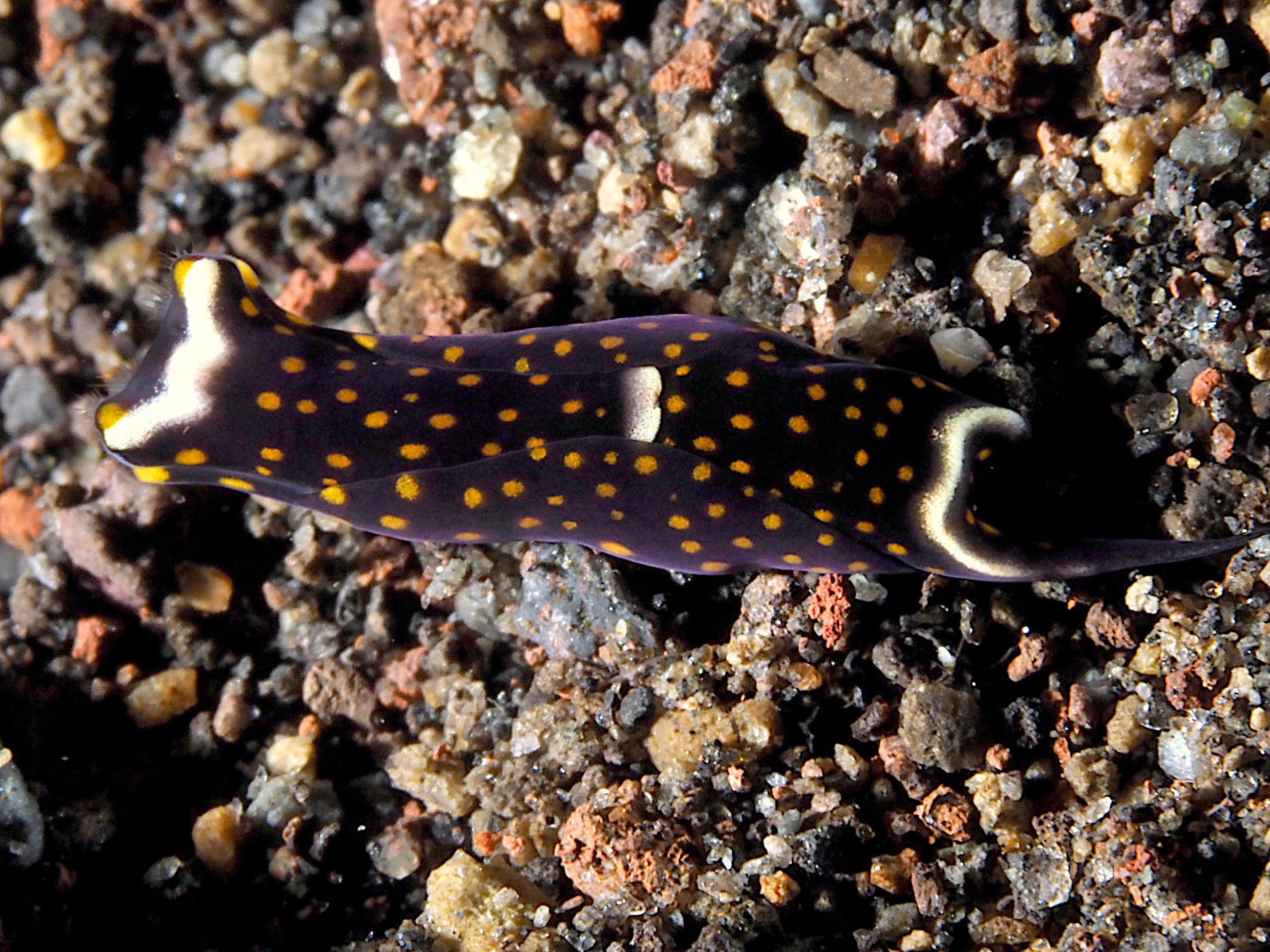 White-Speckled Headshield Slug - Biuve fulvipunctata - Bali, Indonesia
