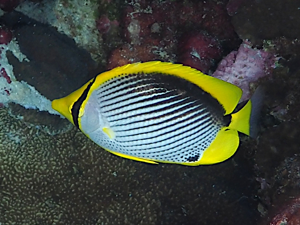 Black-Backed Butterflyfish - Chaetodon melannotus