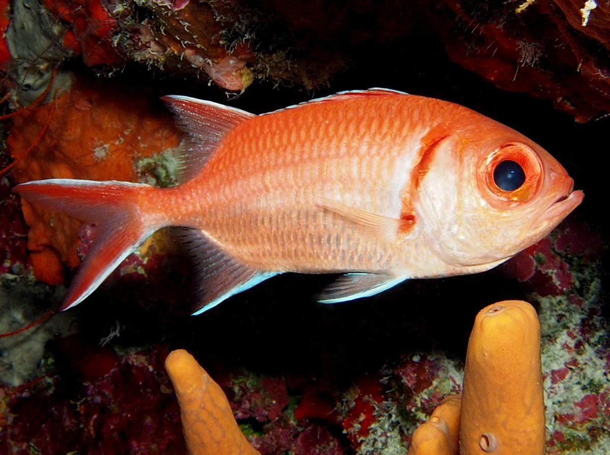 Blackbar Soldierfish - Myripristis jacobus