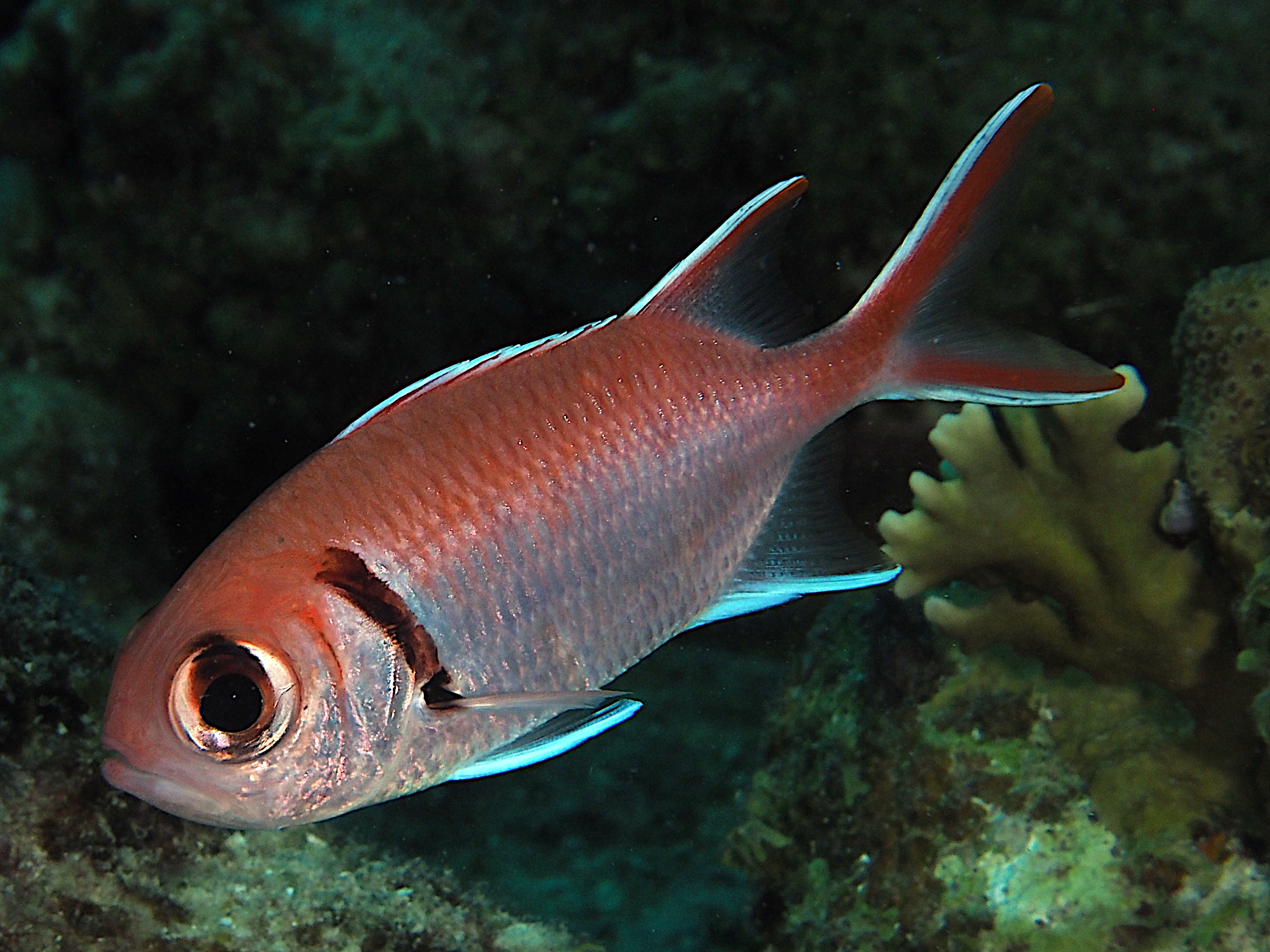 Blackbar Soldierfish - Myripristis jacobus