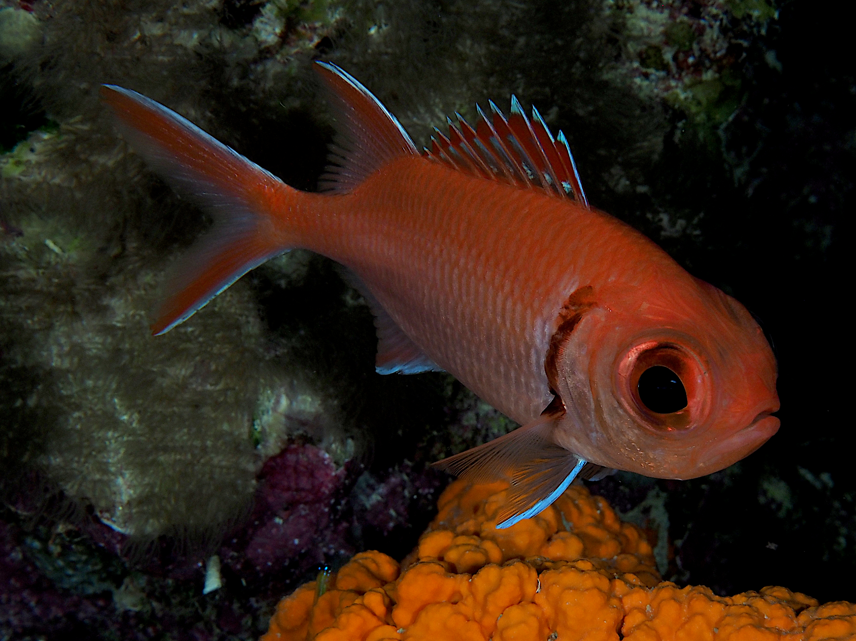 Blackbar Soldierfish - Myripristis jacobus