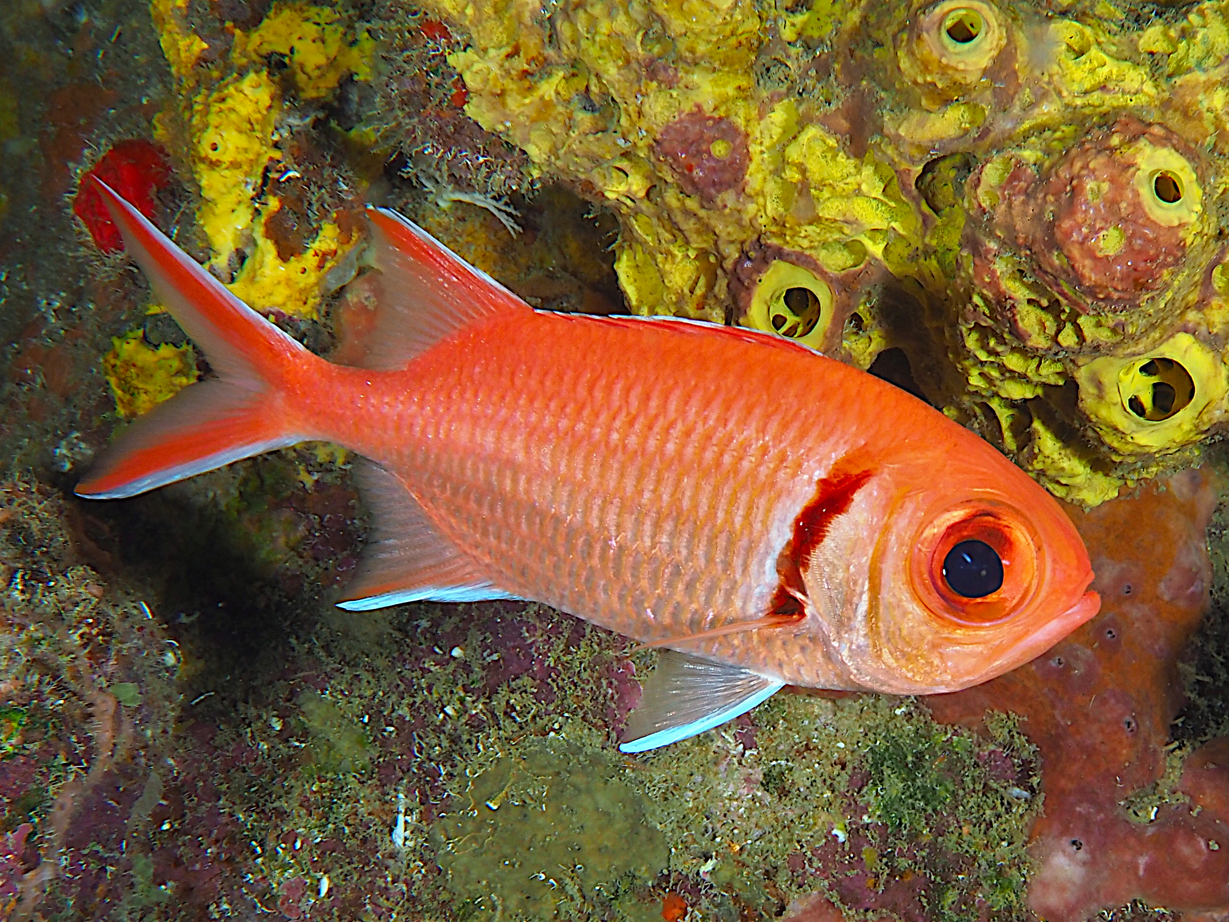 Blackbar Soldierfish - Myripristis jacobus