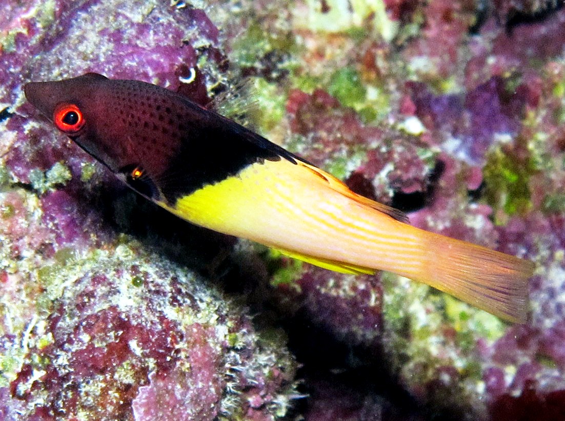 Blackbelt Hogfish - Bodianus mesothorax