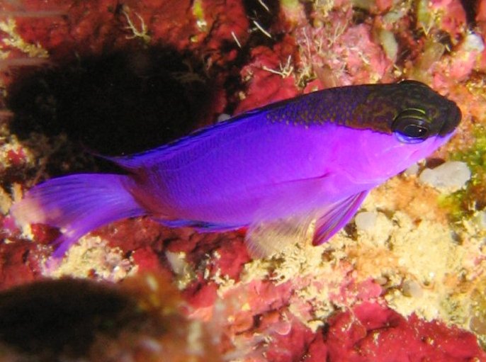 Blackcap Basslet - Gramma melacara