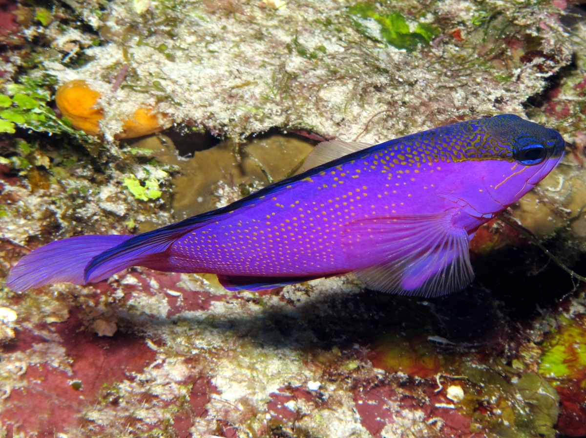 Blackcap Basslet - Gramma melacara