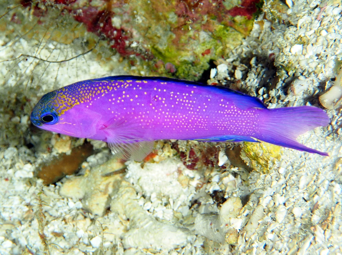 Blackcap Basslet - Gramma melacara