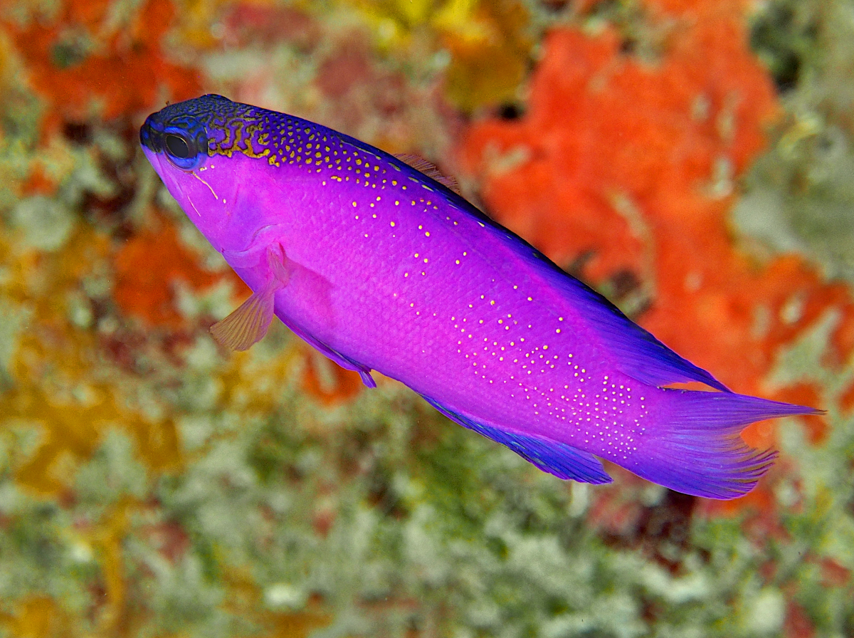 Blackcap Basslet - Gramma melacara