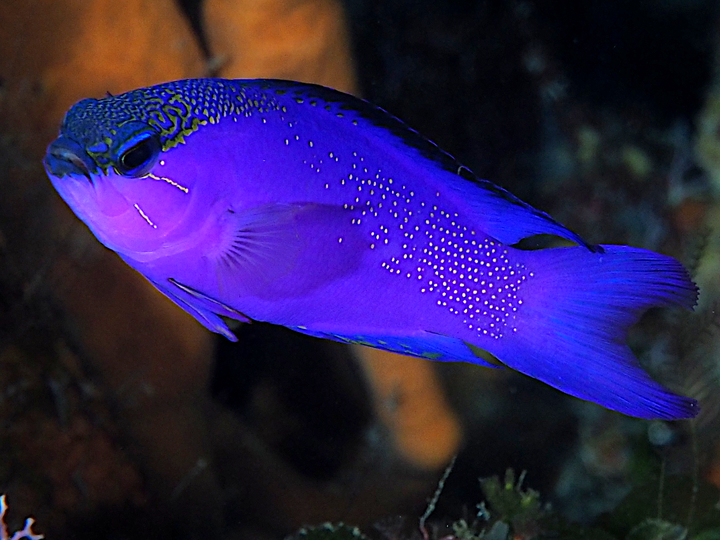 Blackcap Basslet - Gramma melacara