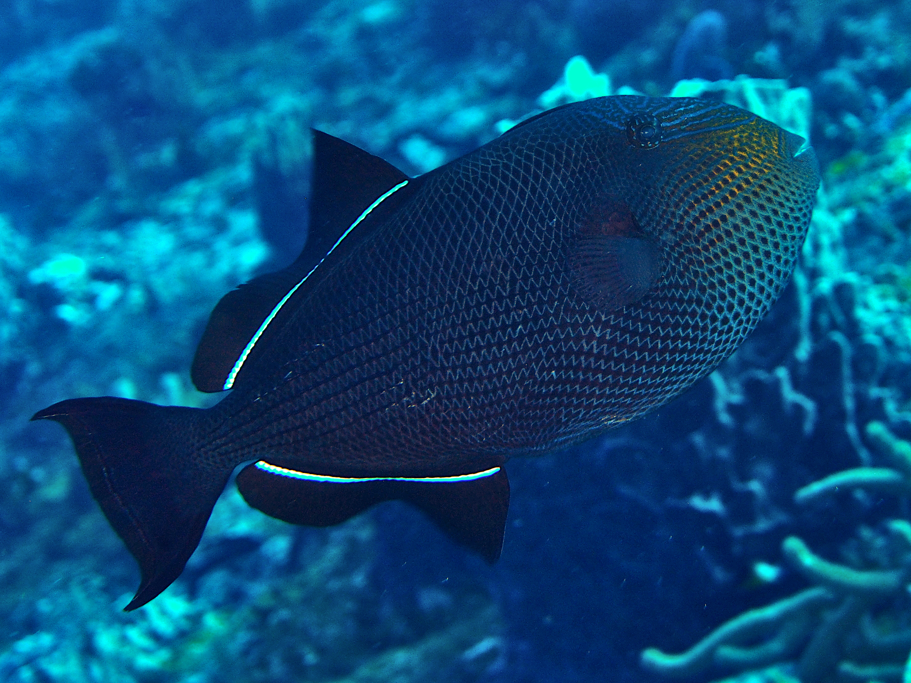 Black Durgon - Melichthys niger