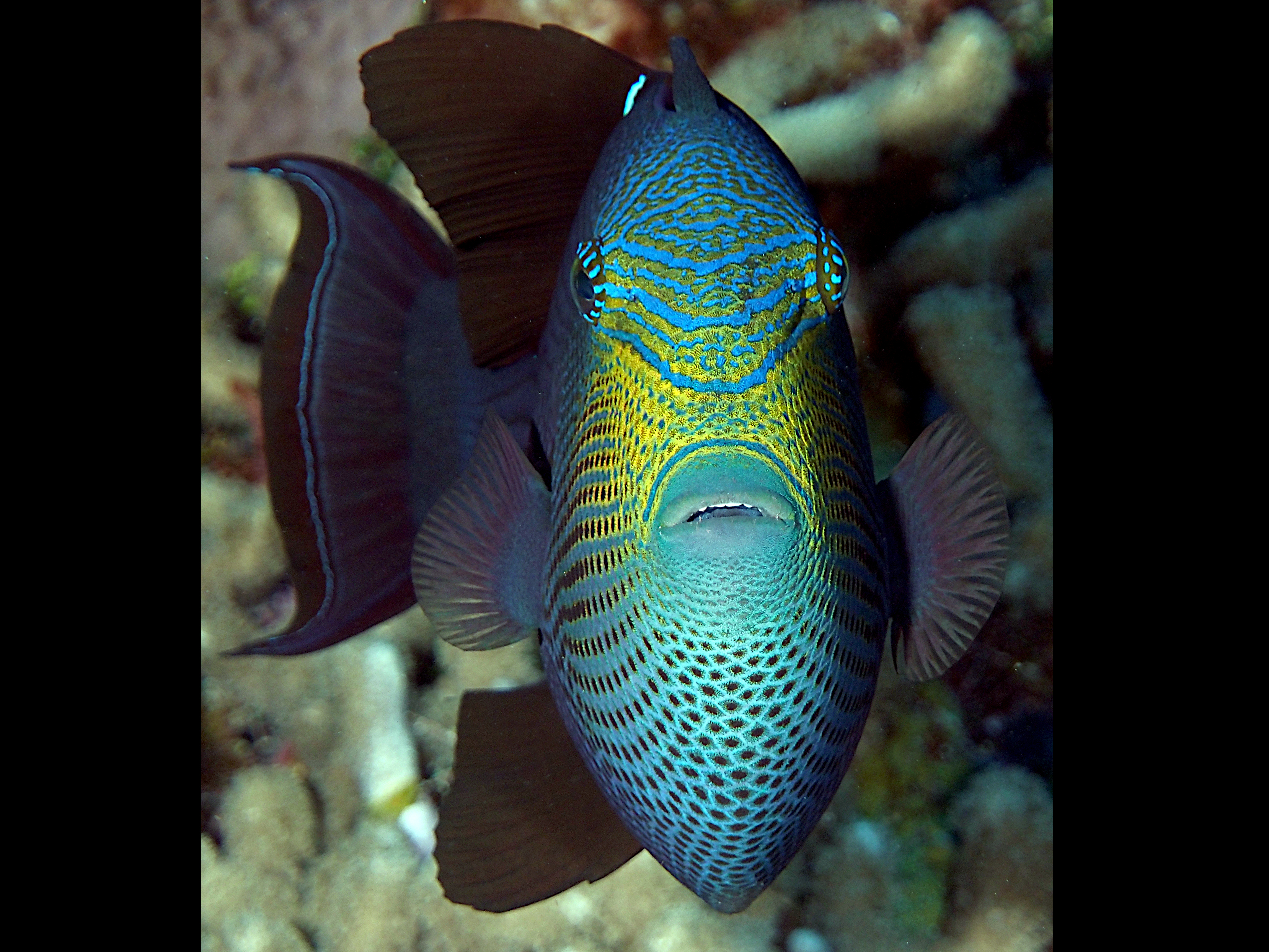 Black Durgon - Melichthys niger