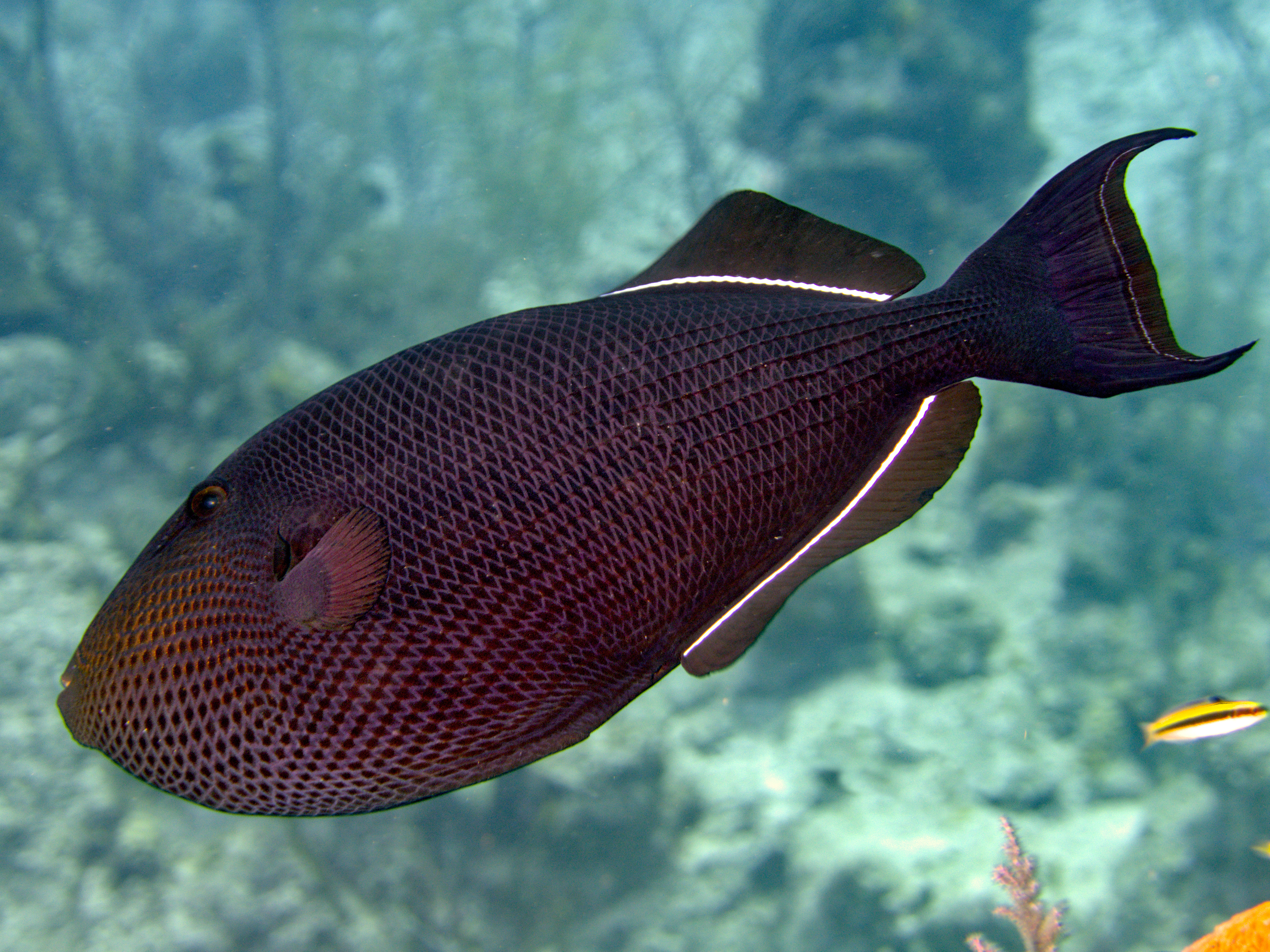 Black Durgon - Melichthys niger