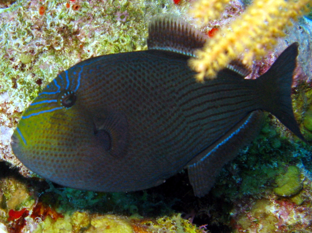 Black Durgon - Melichthys niger