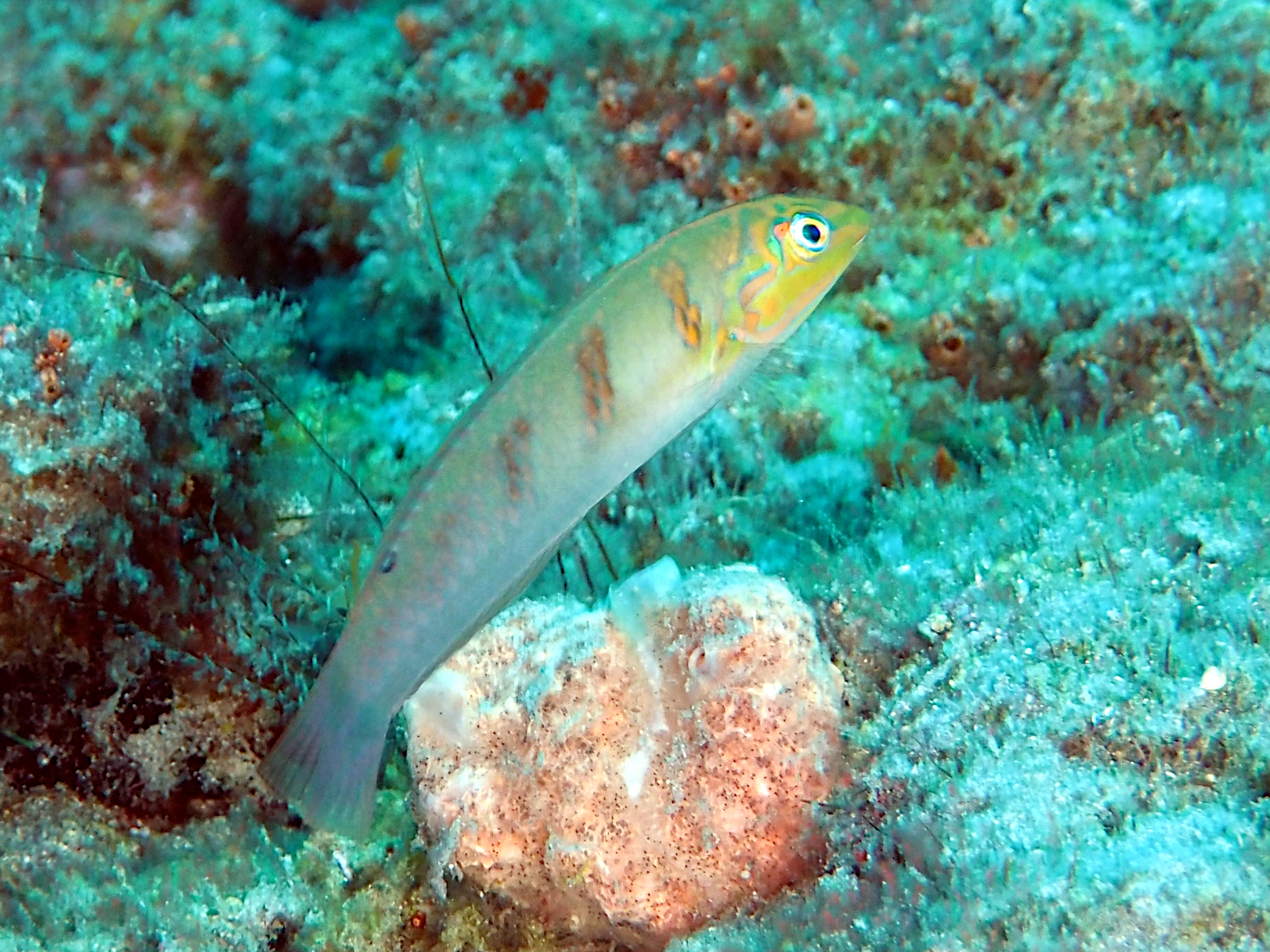 Blackear Wrasse - Halichoeres poeyi