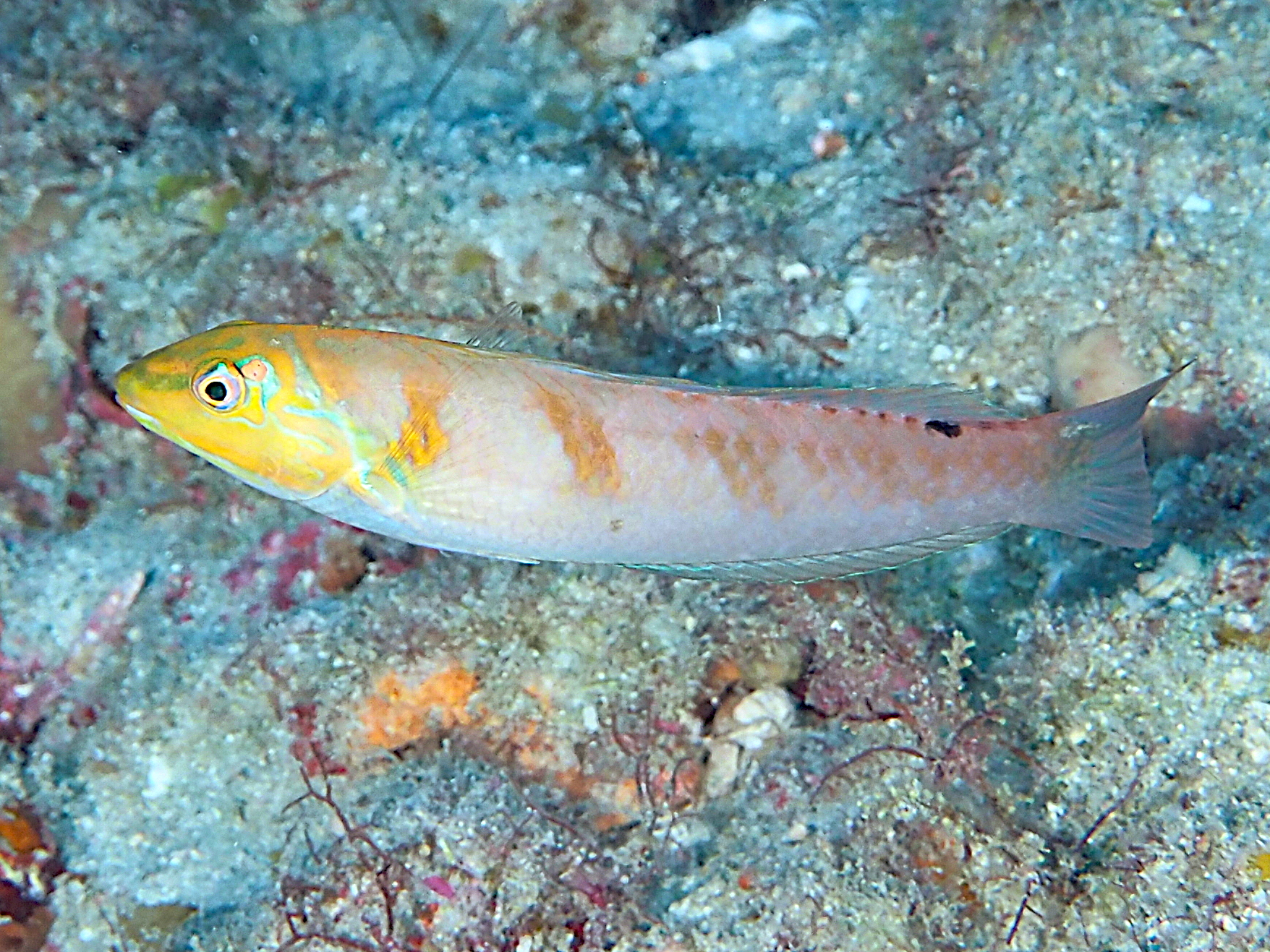Blackear Wrasse - Halichoeres poeyi