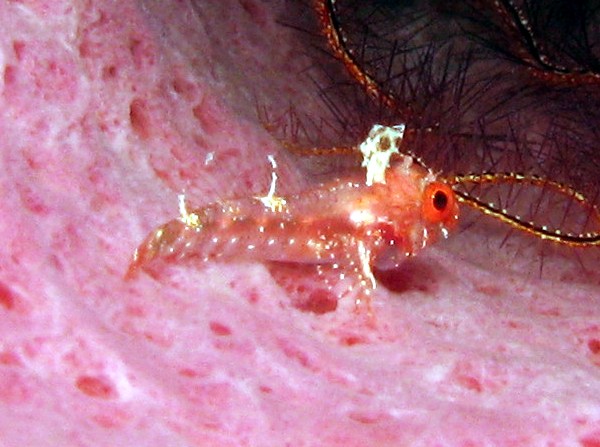Blackedge Triplefin - Enneanectes atrorus