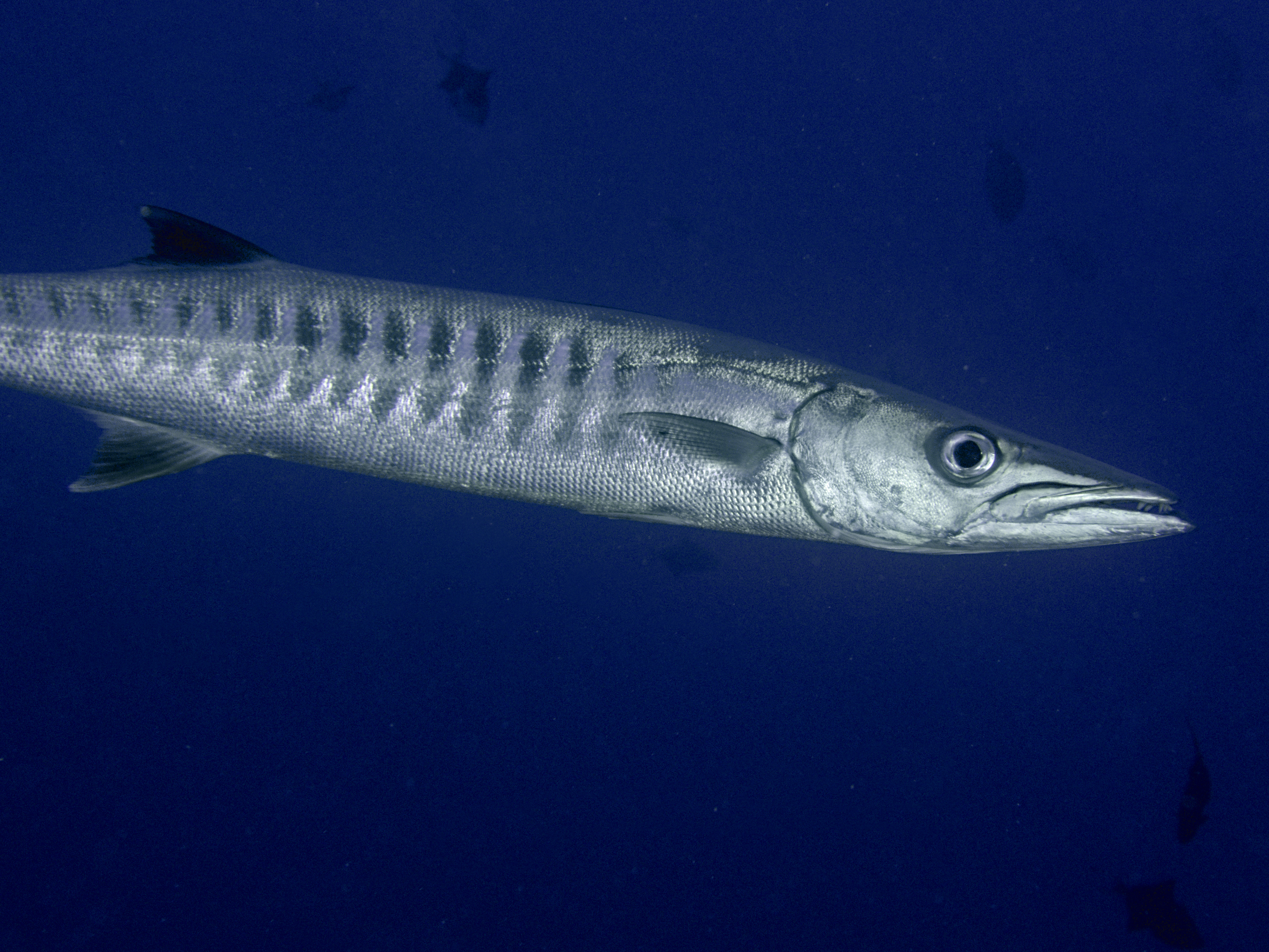 Blackfin Barracuda - Sphyraena qenie