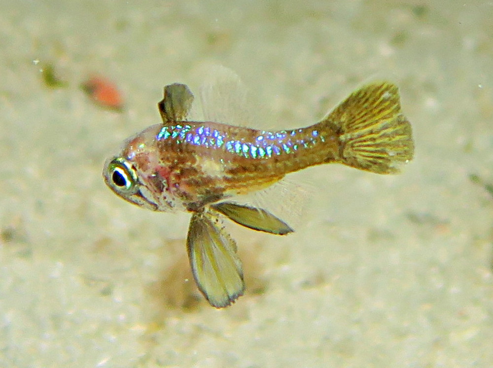 Blackfin Cardinalfish - Astrapogon puncticulatus