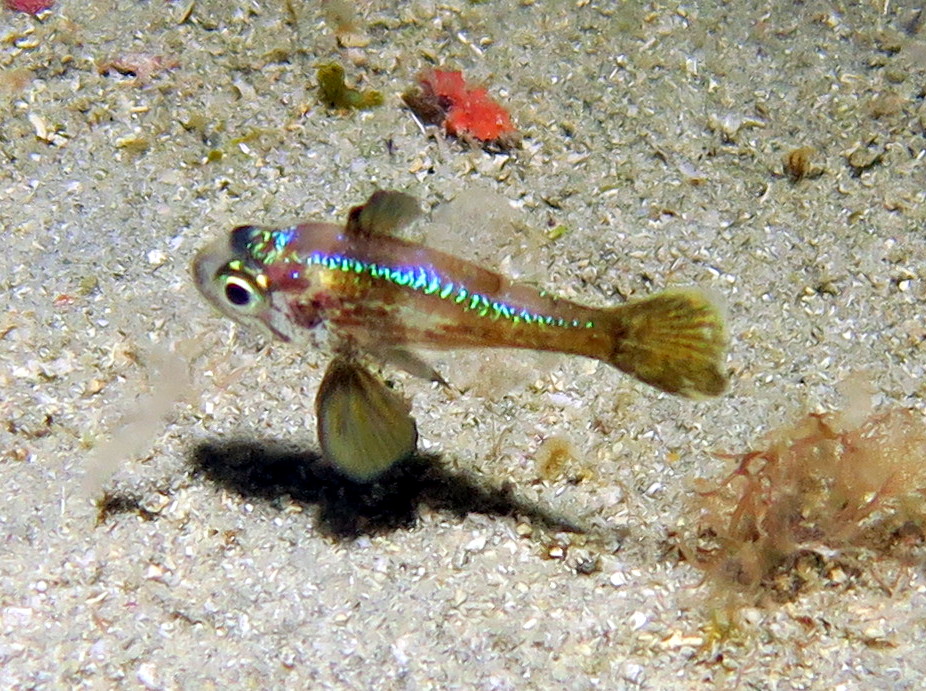 Blackfin Cardinalfish - Astrapogon puncticulatus