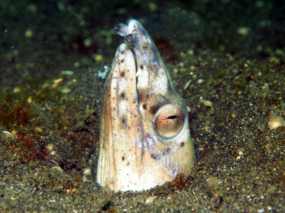 Black-Finned Snake Eel - Ophichthus altipennis - Lembeh Strait, Indonesia