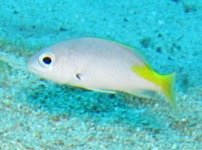 Blackfin Snapper - Lutjanus buccanella