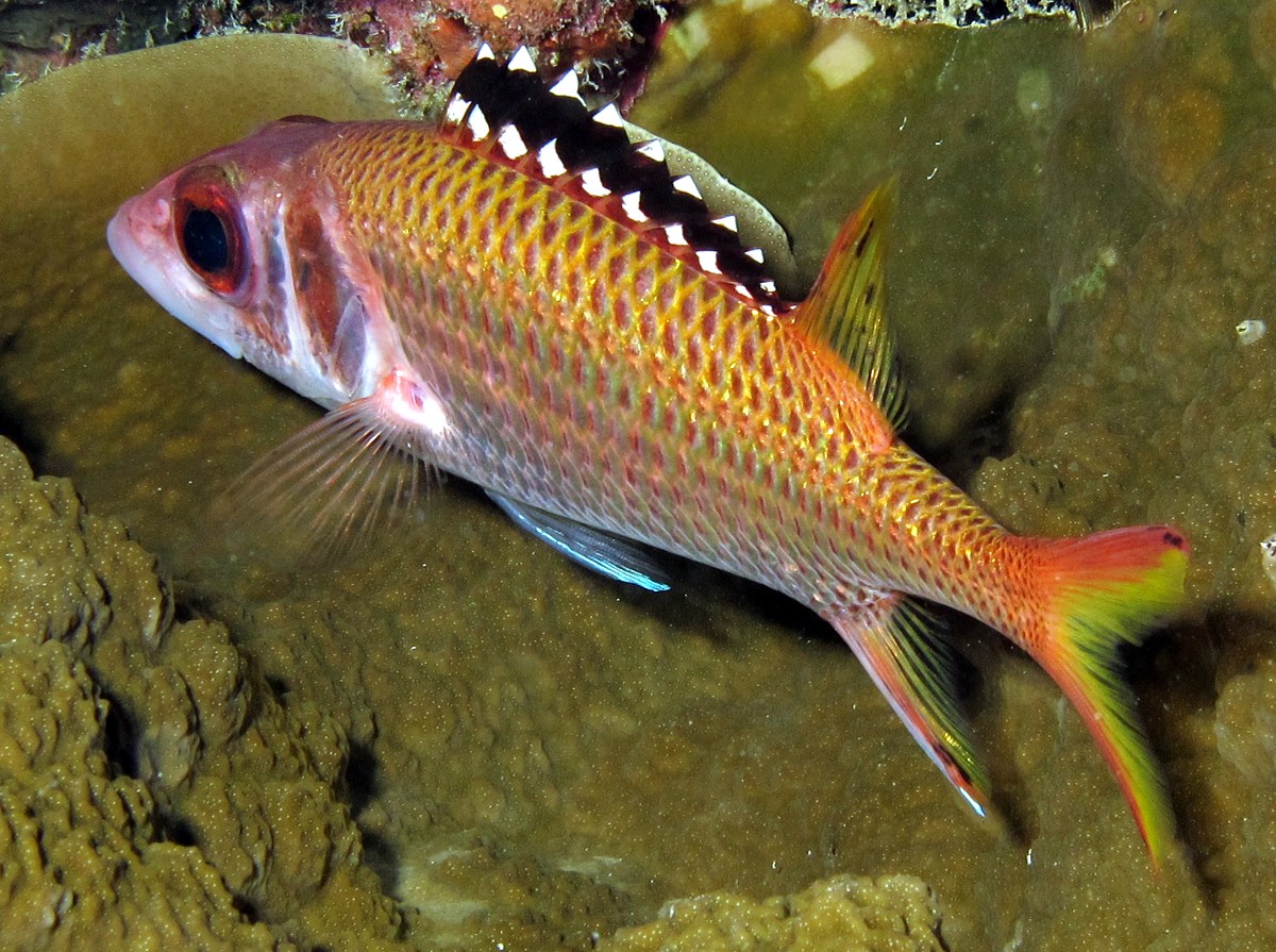 Blackfin Squirrelfish - Neoniphon opercularis