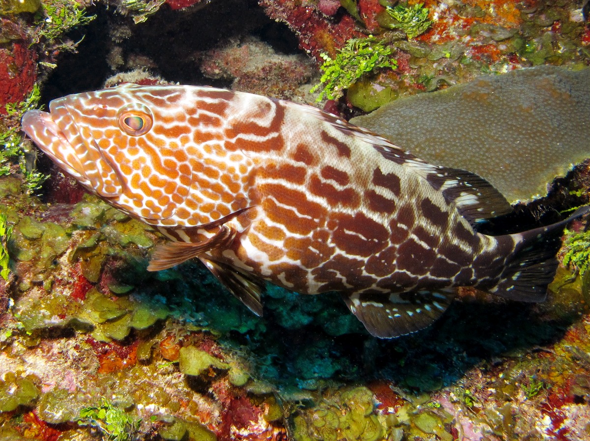 Black Grouper - Mycteroperca bonaci