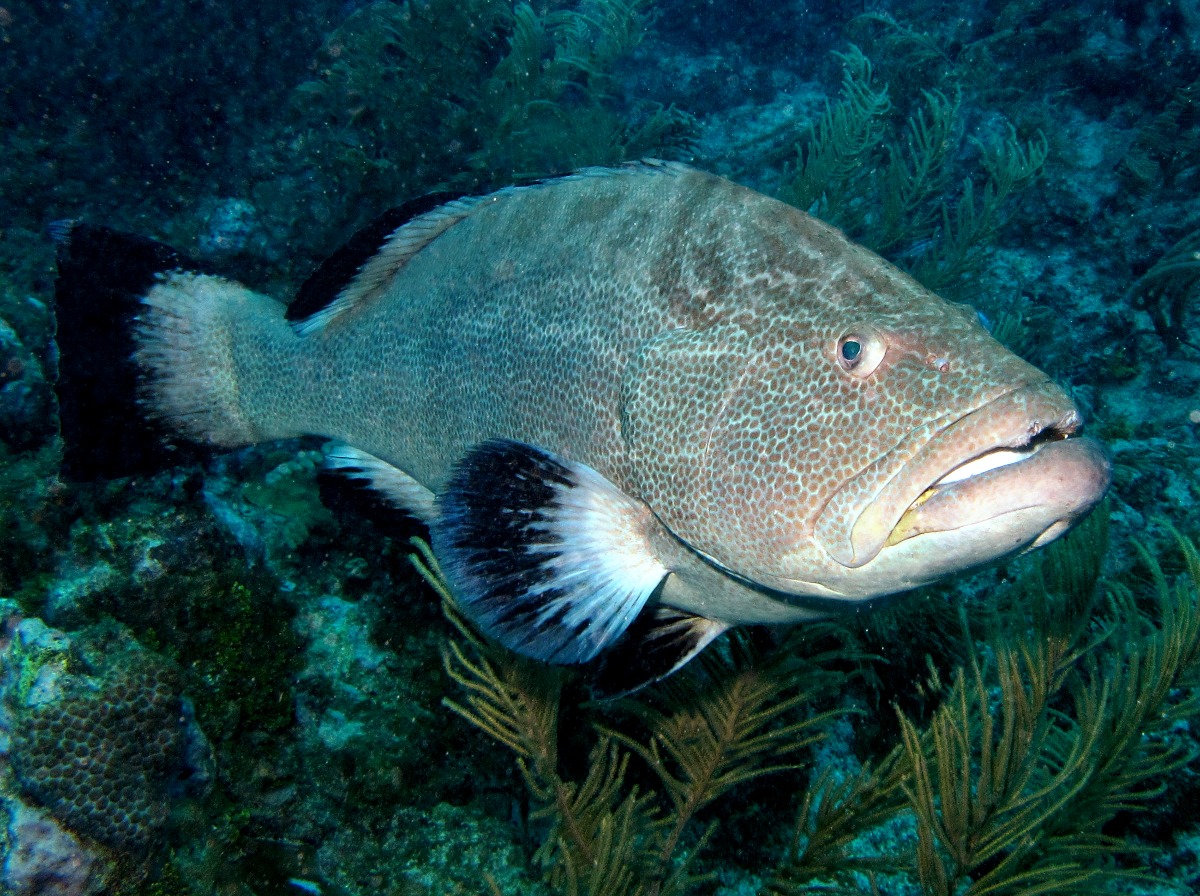 Black Grouper - Mycteroperca bonaci