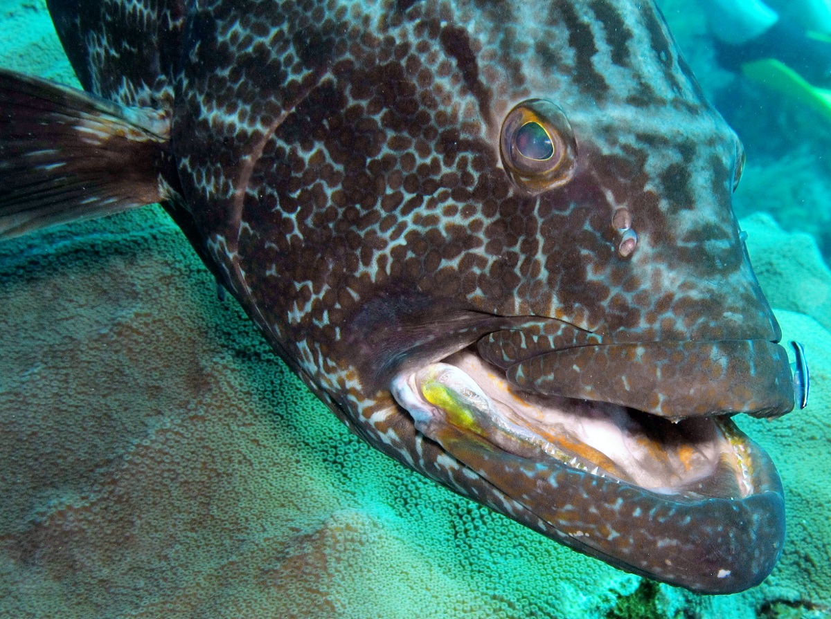 Black Grouper - Mycteroperca bonaci