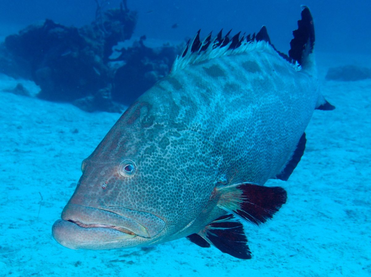 Black Grouper - Mycteroperca bonaci