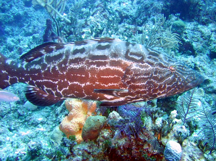 Black Grouper - Mycteroperca bonaci