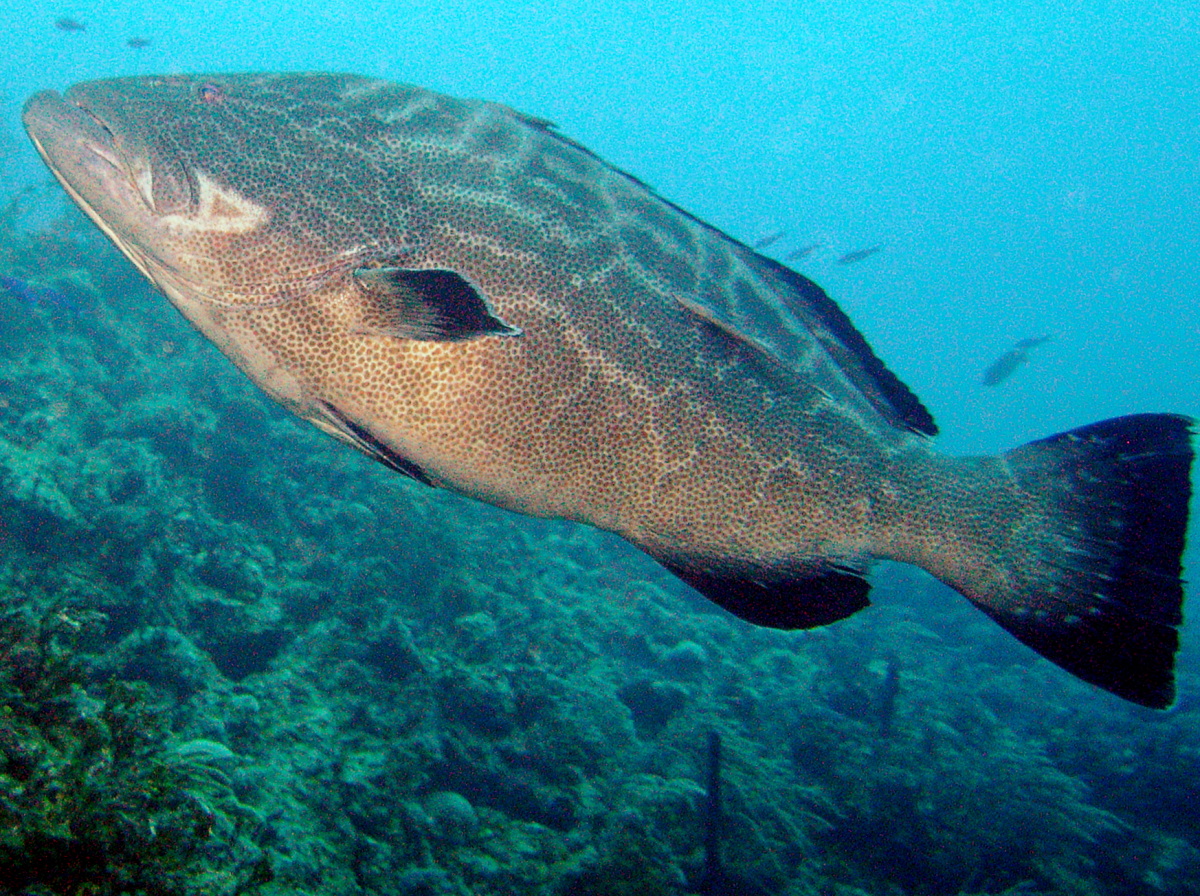 Black Grouper - Mycteroperca bonaci