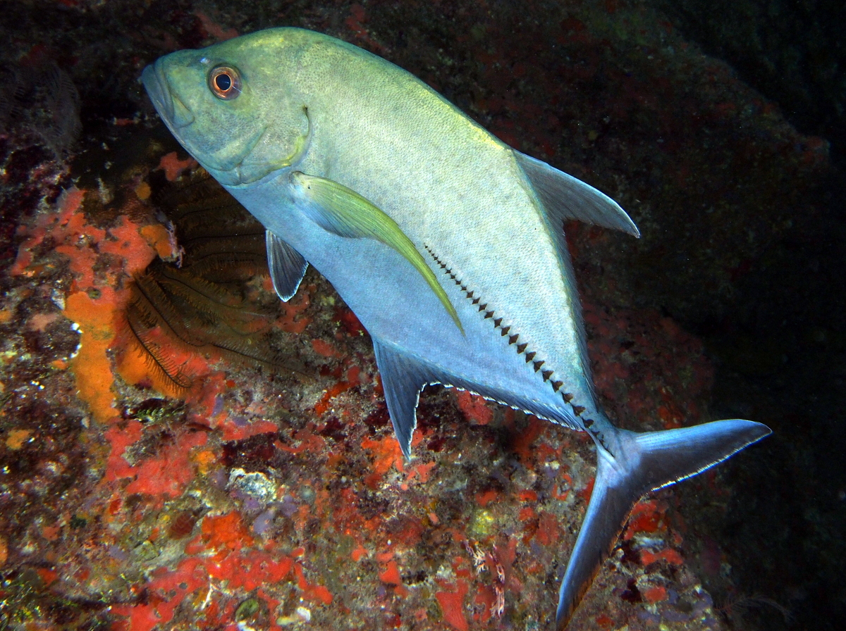 Black Jack - Caranx lugubris